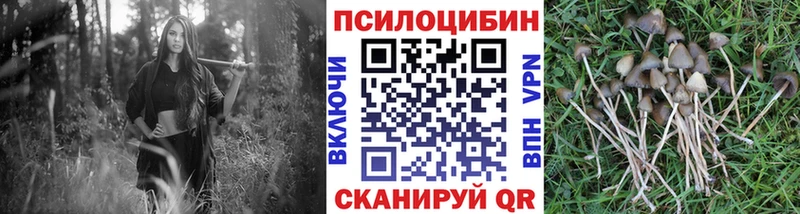 где купить наркотик  Осинники  Псилоцибиновые грибы Cubensis 